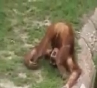 Doidera animal